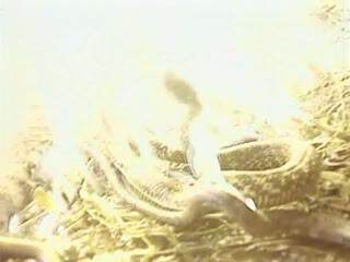 《獸性難馴- 程嘉美 ~ 吳家麗》