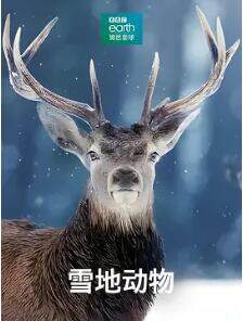 《雪地動物》