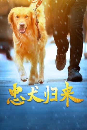 《忠犬歸來》